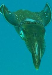 utila april 2005. sea & sea 5000, this guy was so cool i ... by Laurence Hegarty 